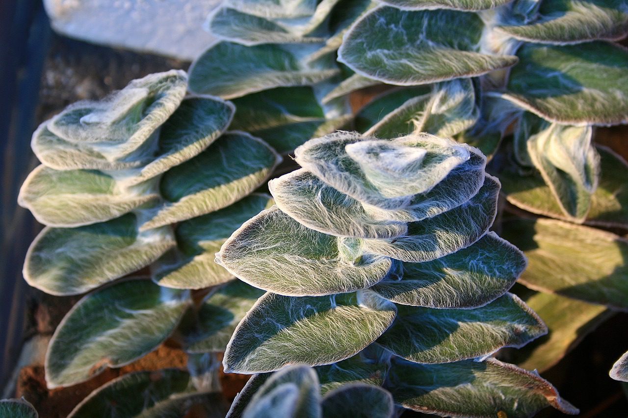 A close up of leaves with frost on them