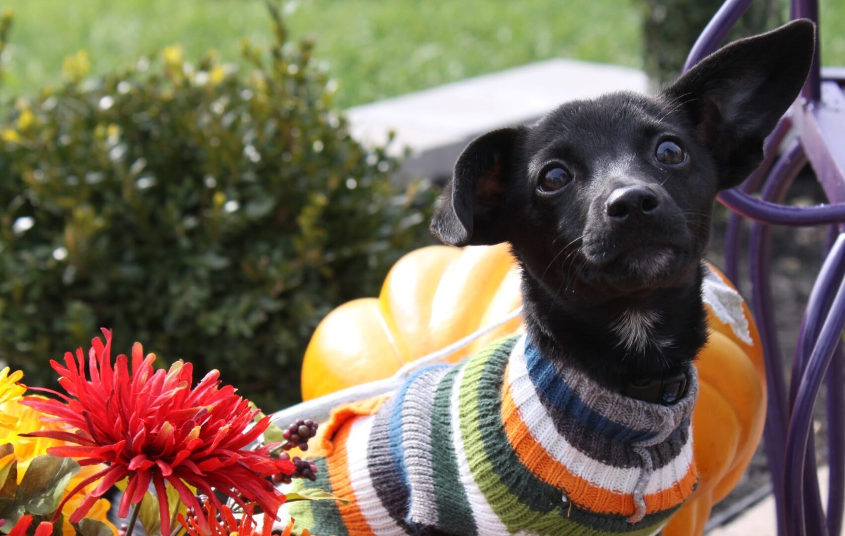 A dog wearing a sweater sitting on top of pumpkins.